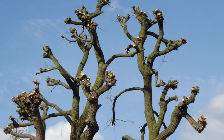 Tree crowns cut back to knobby stubs against a blue sky