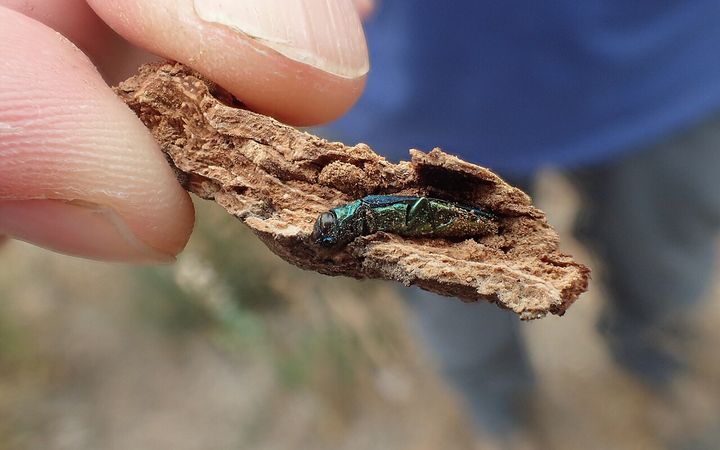 Adult emerald ash borer on a flake of ash bark held between fingers