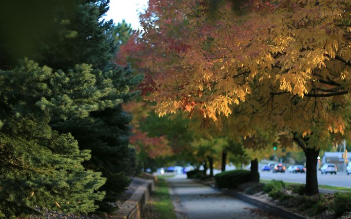 Autumn trees arching over a sidewalk beside a city street