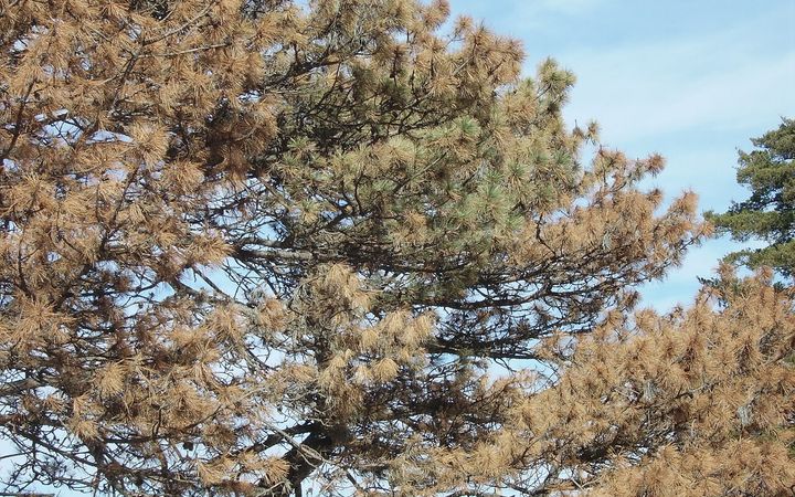 Austrian pine with browned needles through its crown