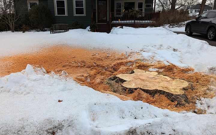 Freshly ground stump in a bed of orange chips on a snowy front lawn