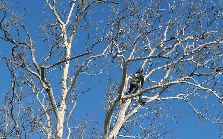 Climber high in the forked, pale crown of a tall tree