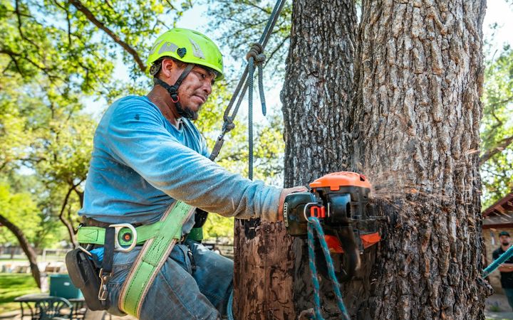 Arborist in a harness cutting into a thick trunk with a chainsaw