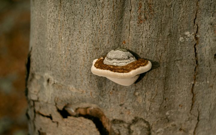 Shelf fungus growing out of a smooth tree trunk