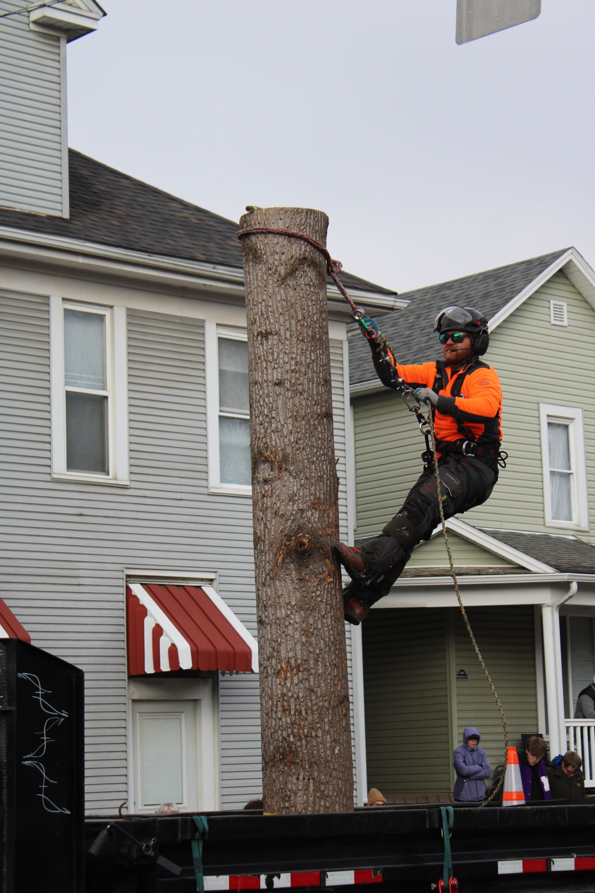 Arborist in a harness and helmet climbing a trunk beside gray clapboard houses