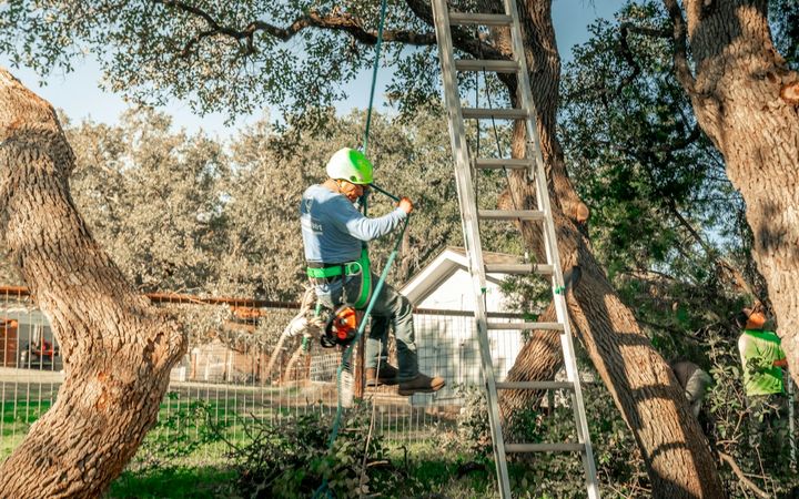 Roped climber pruning in a large oak crown beside a ladder and a house roof
